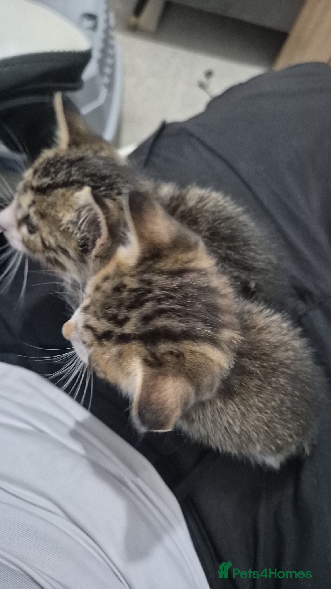 Mixed Breed cats Please read description!! 2 adorable tabbies - Advert 1