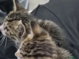 Mixed Breed cats Please read description!! 2 adorable tabbies - Advert 1