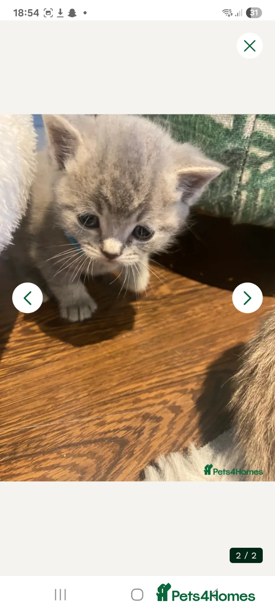 British Longhair cats for sale: 12 weeks british short hair  in London - Advert 2