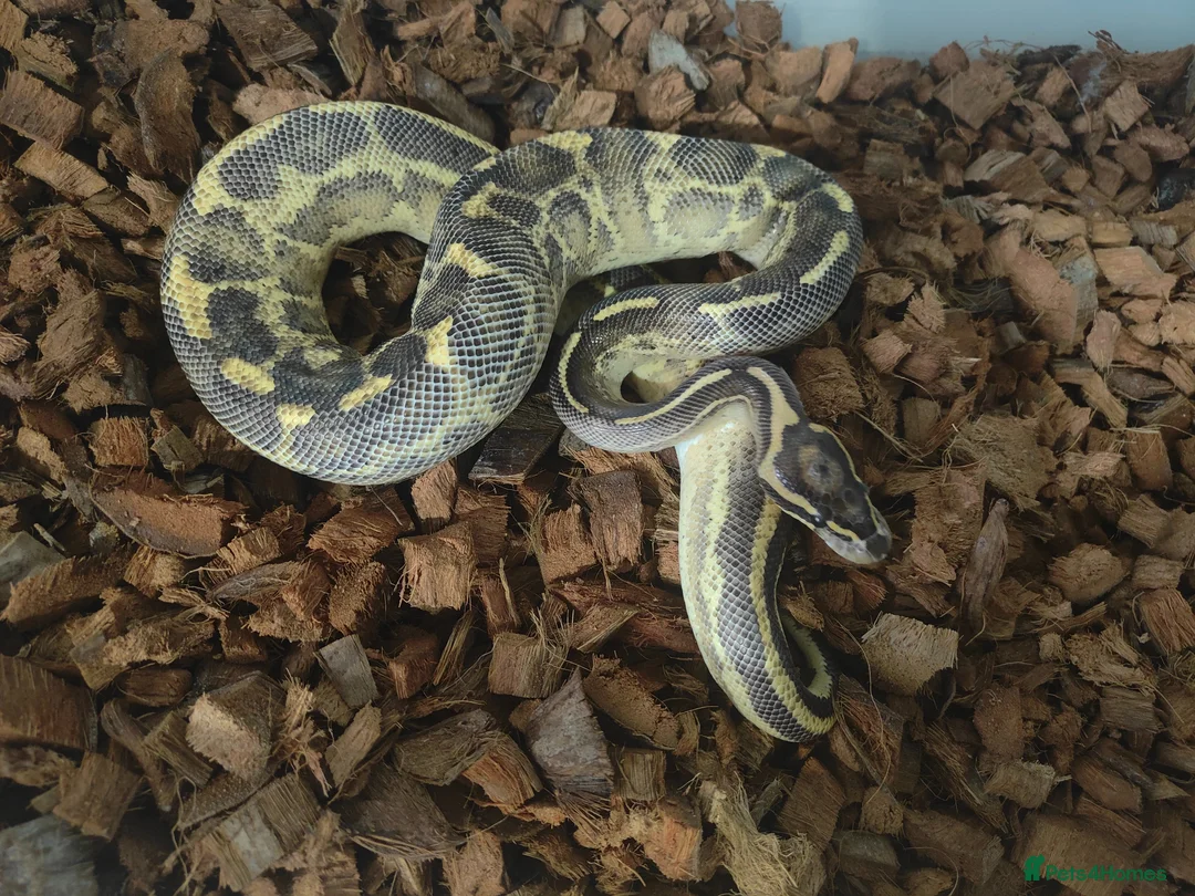 Python Snake reptiles for sale: Various Royal Pythons - Advert 19