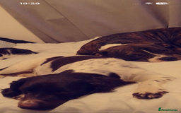 Mixed Breed dogs for sale: Cockerbull puppies  - Image 39