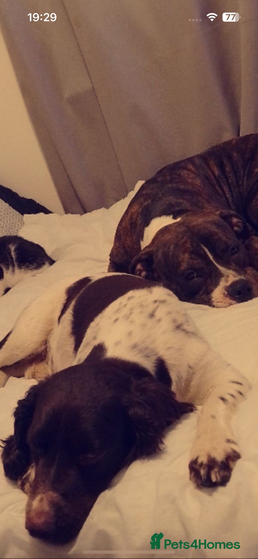 Mixed Breed dogs for sale: Cockerbull puppies  - Image 39