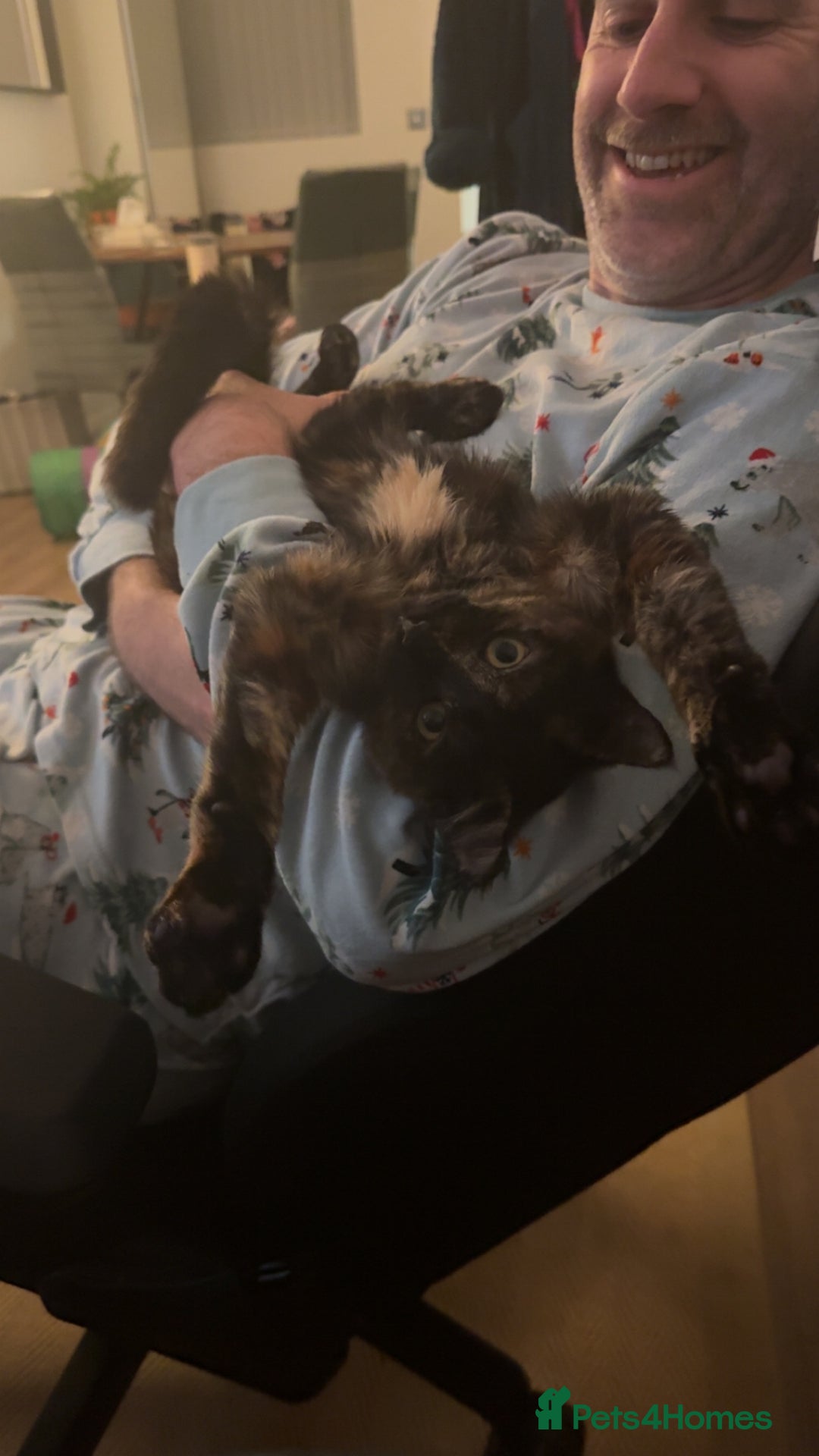 Mixed Breed cats for sale: 7 month old brother & sister looking for new home - Advert 14