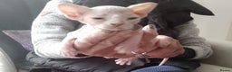 Sphynx cats for sale: Beautiful Sphinx boys available.  - Advert 6