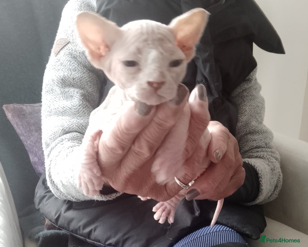 Sphynx cats for sale: Beautiful Sphinx boys available.  - Advert 6