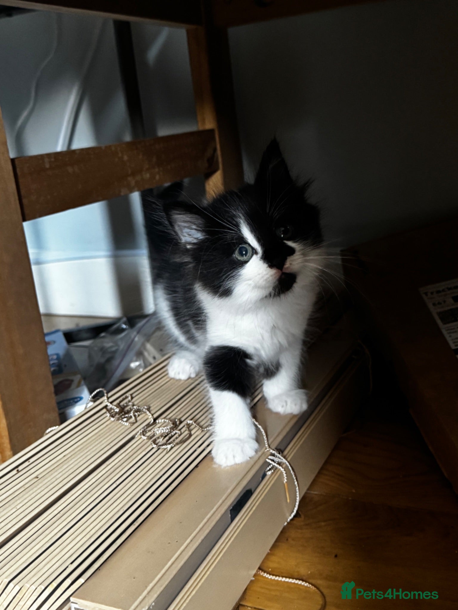Mixed Breed cats Beautiful Baby Kittens  - Advert 1