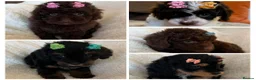 Cavapoo dogs for sale: Curly Toy Cavapoo’s from health tested parents - Advert 6