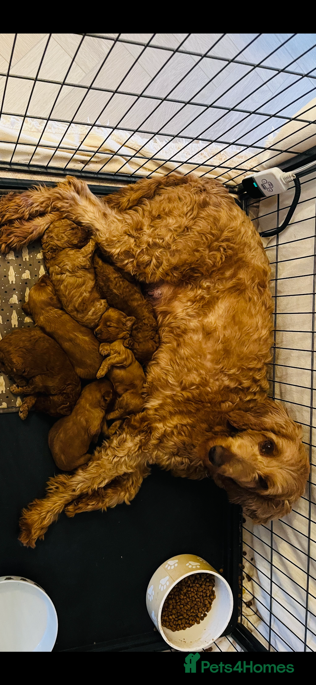 Goldendoodle dogs for sale: Stunning red goldendoodles - Advert 2