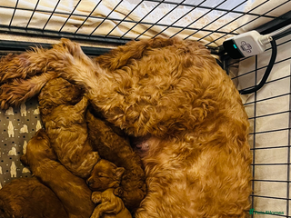 Goldendoodle dogs Stunning red goldendoodles - Advert 1