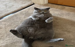 British Shorthair cats for sale: British Shorthair Male — experience needed! - Advert 17