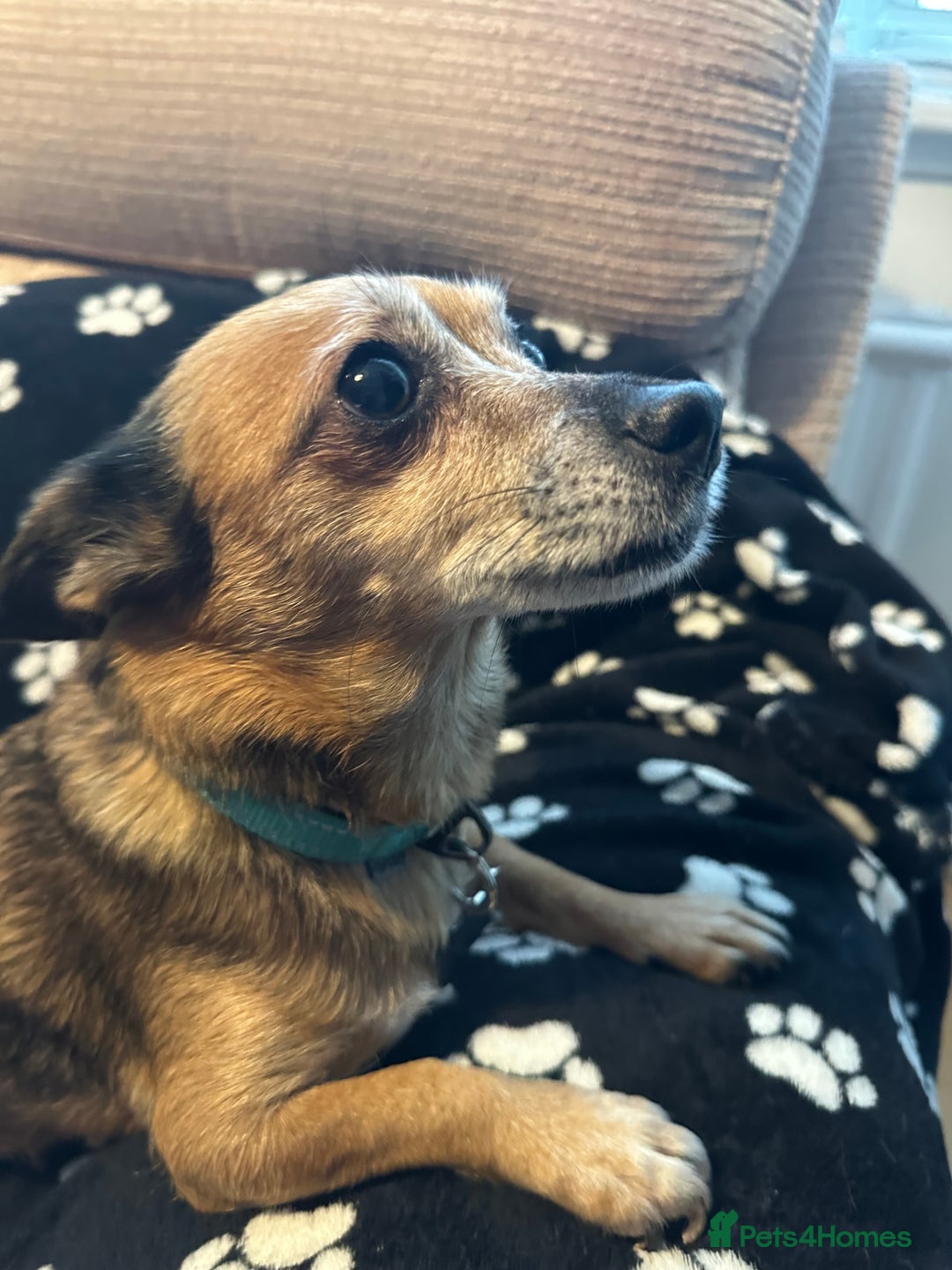 Mixed Breed dogs for sale: Chihuahua Terrier cross puppies. 1 Boy & 1 Girl - Advert 9