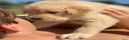 Golden Retriever dogs for sale: Golden retriever puppies  in Bognor Regis - Advert 2