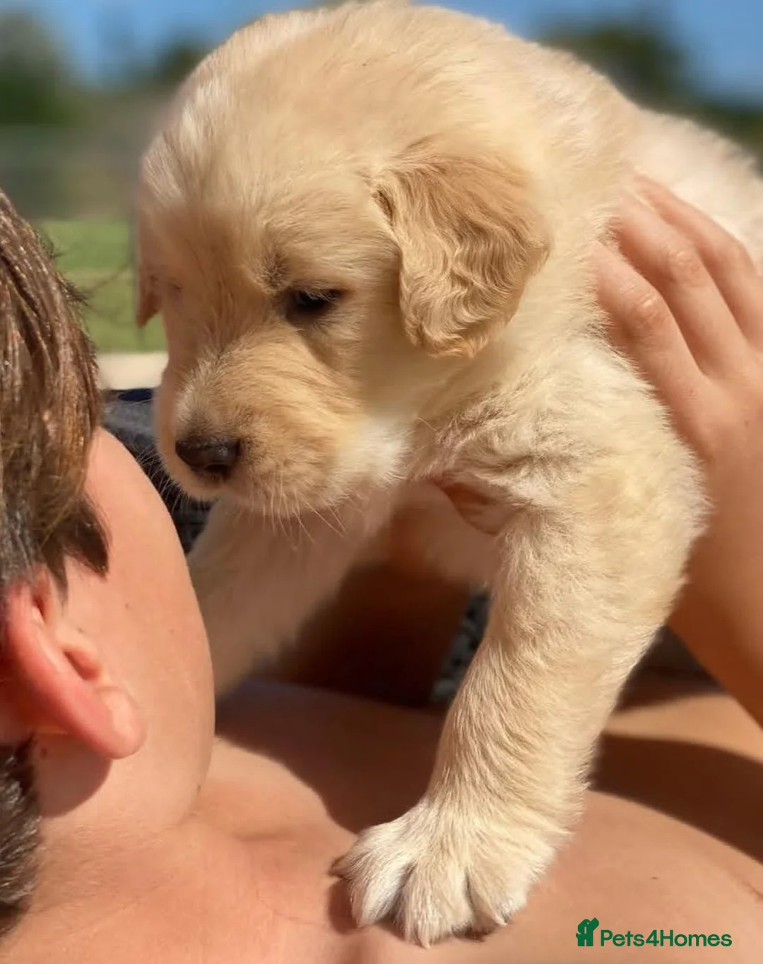 Golden Retriever dogs for sale: Golden retriever puppies  in Bognor Regis - Advert 2