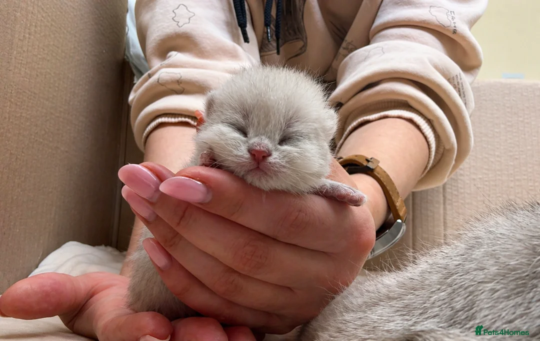 British Shorthair cats for sale: British Shorthair kittens - TICA registered in Blyth - Advert 5
