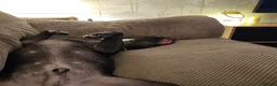 Mixed Breed dogs for sale: Big stocky staffie in Darlington - Advert 4