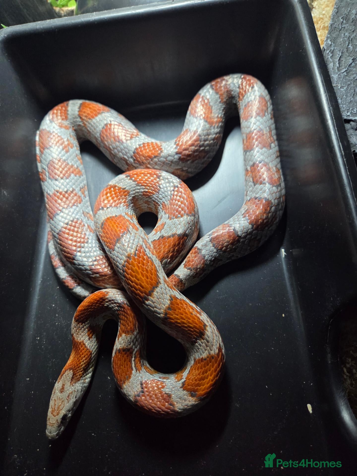 Corn Snake reptiles for sale: Male miami sun-kissed corn snake - Advert 1