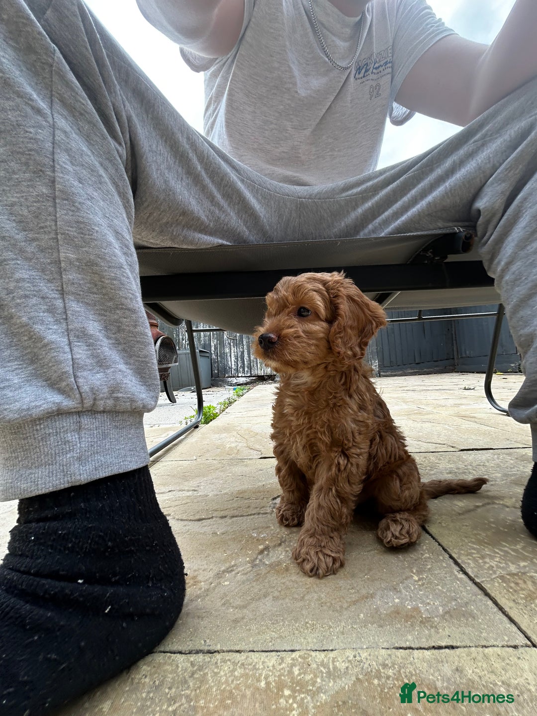Cockapoo dogs for sale: 12 Weeks old male cockapoo  - Image 5