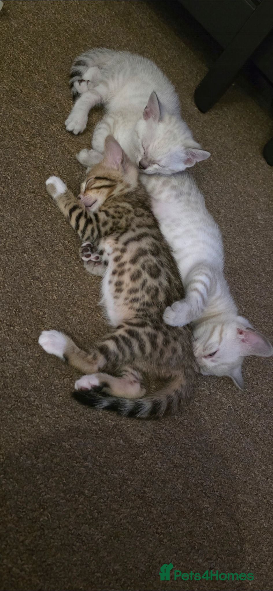 Bengal cats Beautiful Bengal kittens  - Advert 2