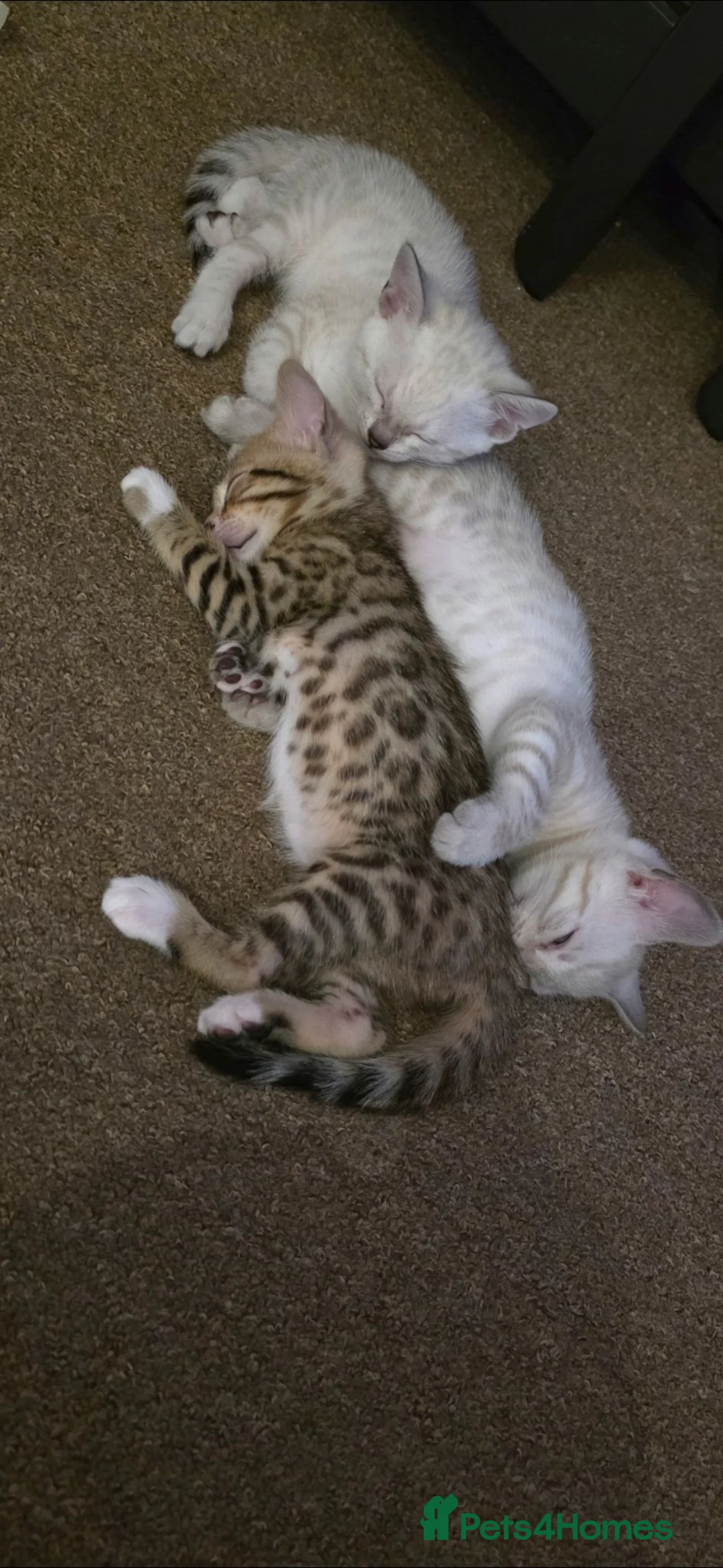 Bengal cats for sale: Beautiful Bengal kittens  in Leicester - Advert 2