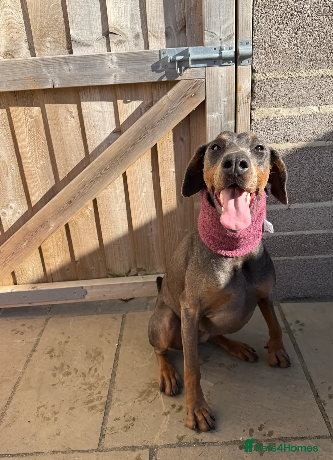 Dobermann dogs for sale: Female blue Doberman  - Advert 19