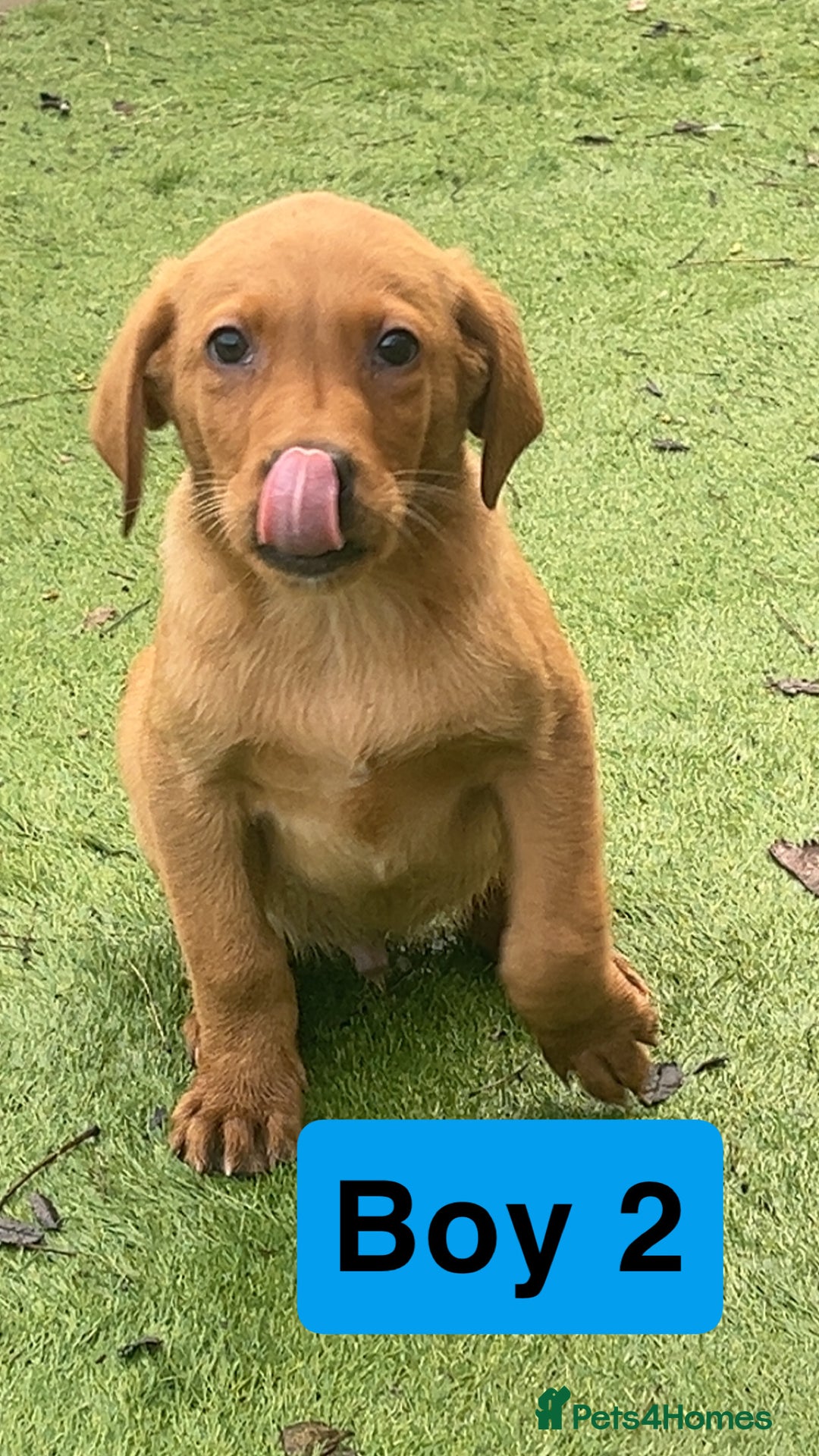 Labrador Retriever dogs for sale: Red Fox Labrador Puppies! ❗️ready now❗️ - Advert 6