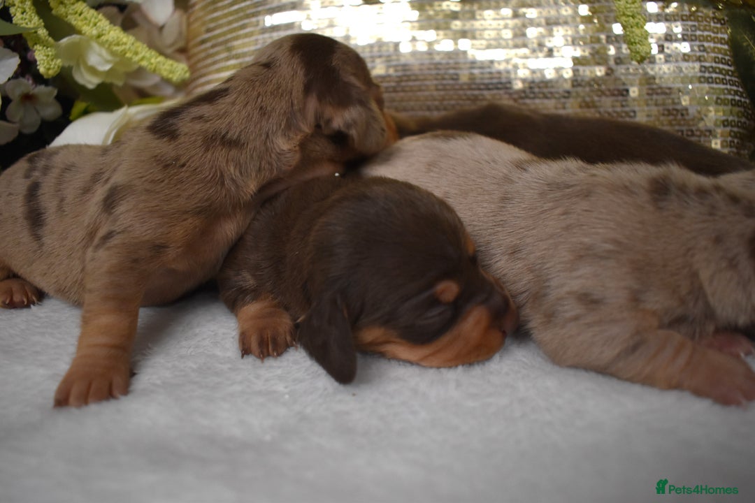Miniature Dachshund dogs for sale: KC Smooth Coat Miniature Dachshund Puppies - Advert 5