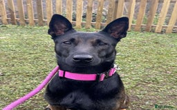 Belgian Shepherd Dog dogs for sale:  Belgian Malinois Puppies  in Telford - Image 4