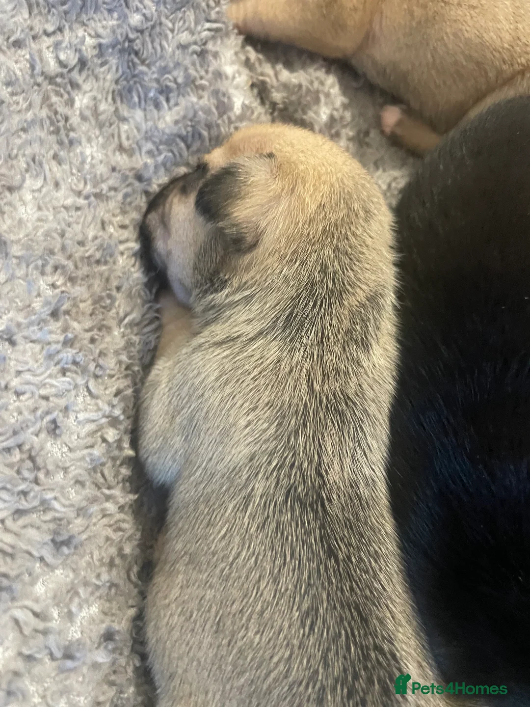 Mixed Breed dogs for sale: French russel pups - Advert 2