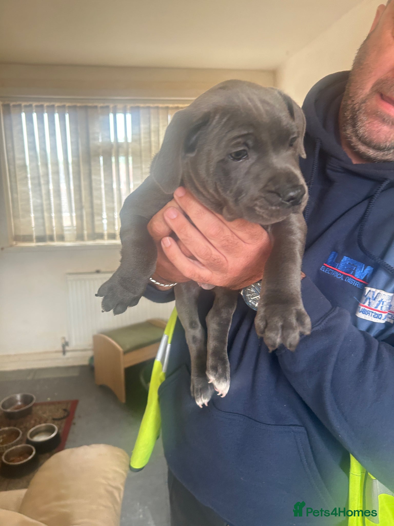 Staffordshire Bull Terrier dogs Paisley and Prince Charming  kc registered  - Advert 15