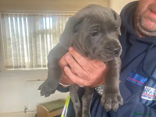 Staffordshire Bull Terrier dogs Paisley and Prince Charming kc registered - Advert 15