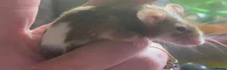 Mouse rodents for sale: 2 fancy mice  in Rochester - Advert 2
