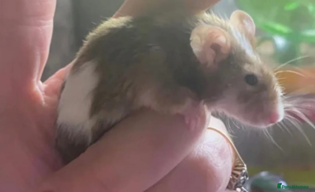 Mouse rodents for sale: 2 fancy mice  in Rochester - Advert 2