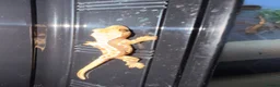 Gecko reptiles for sale: Baby crested geckos 🦎  - Advert 5