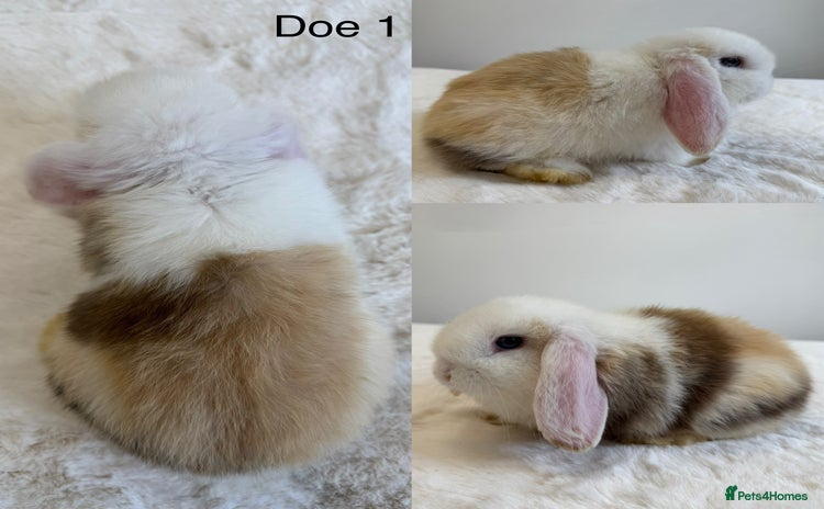 Mini Lop rabbits - Advert 1