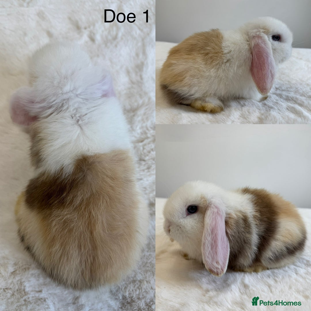 Mini Lop rabbits for sale: Purebred Harlequin Mini Lops - Image 1