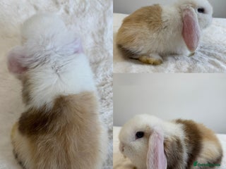 Mini Lop rabbits - Advert 7