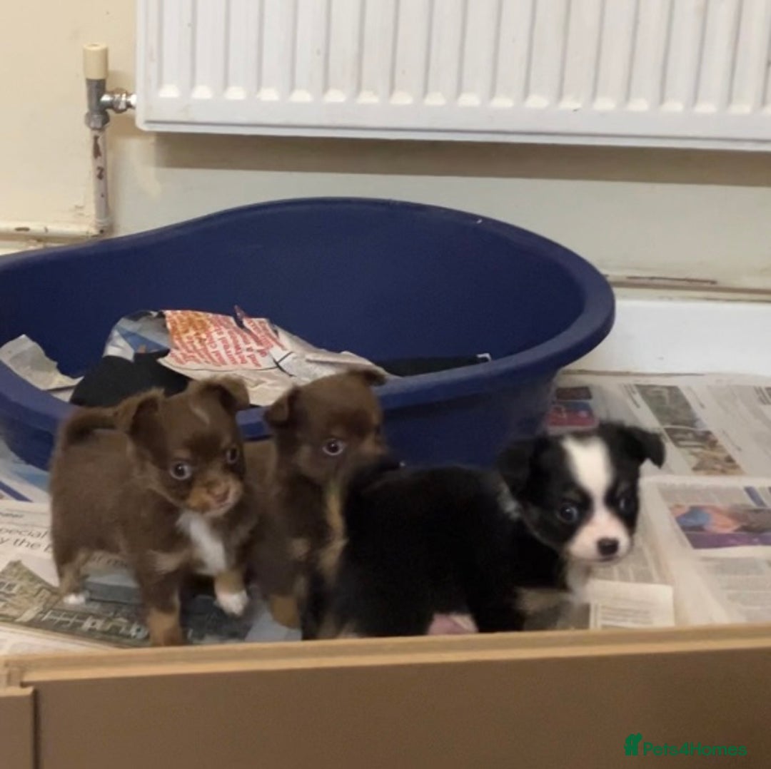 Chihuahua dogs for sale: Chihuahua puppies ready now - Advert 12
