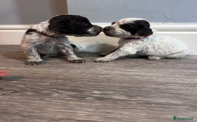 Cocker Spaniel dogs - Advert 10