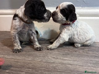 Cocker Spaniel dogs - Advert 25