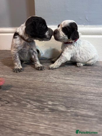 Cocker Spaniel dogs - Advert 17