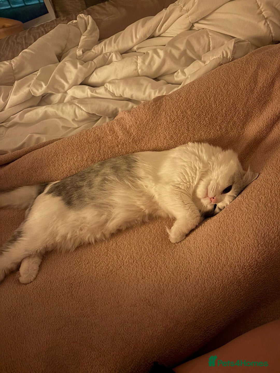 Mixed Breed cats for adoption: SKY MIX PERSIAN AMAZING LOOKING & FRIENDLY NEUTER - Advert 6