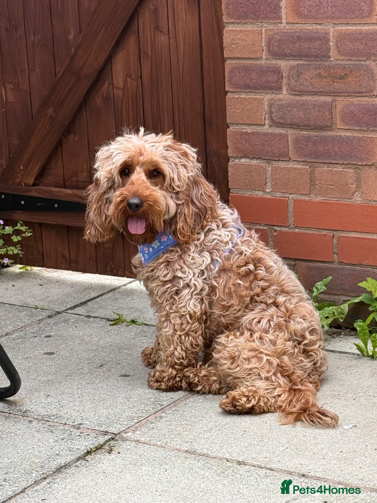 Cockapoo dogs Gorgeous cockapoo - Advert 1