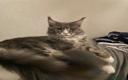 Maine Coon cats for sale: Pedigree Maine coon kittens - Image 5