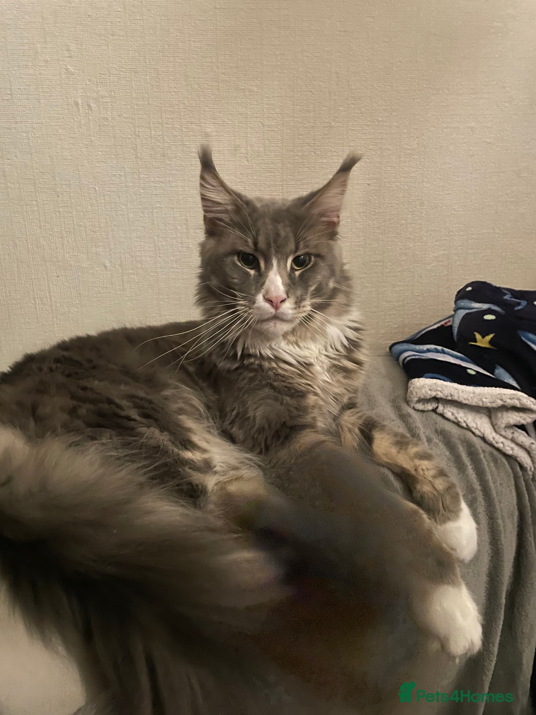 Maine Coon cats for sale: Pedigree Maine coon kittens - Image 5