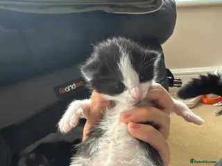 Mixed Breed cats Mixed breed kittens - Advert 11