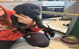 Mixed Breed dogs for sale: Springer Spaniels cross - Image 6