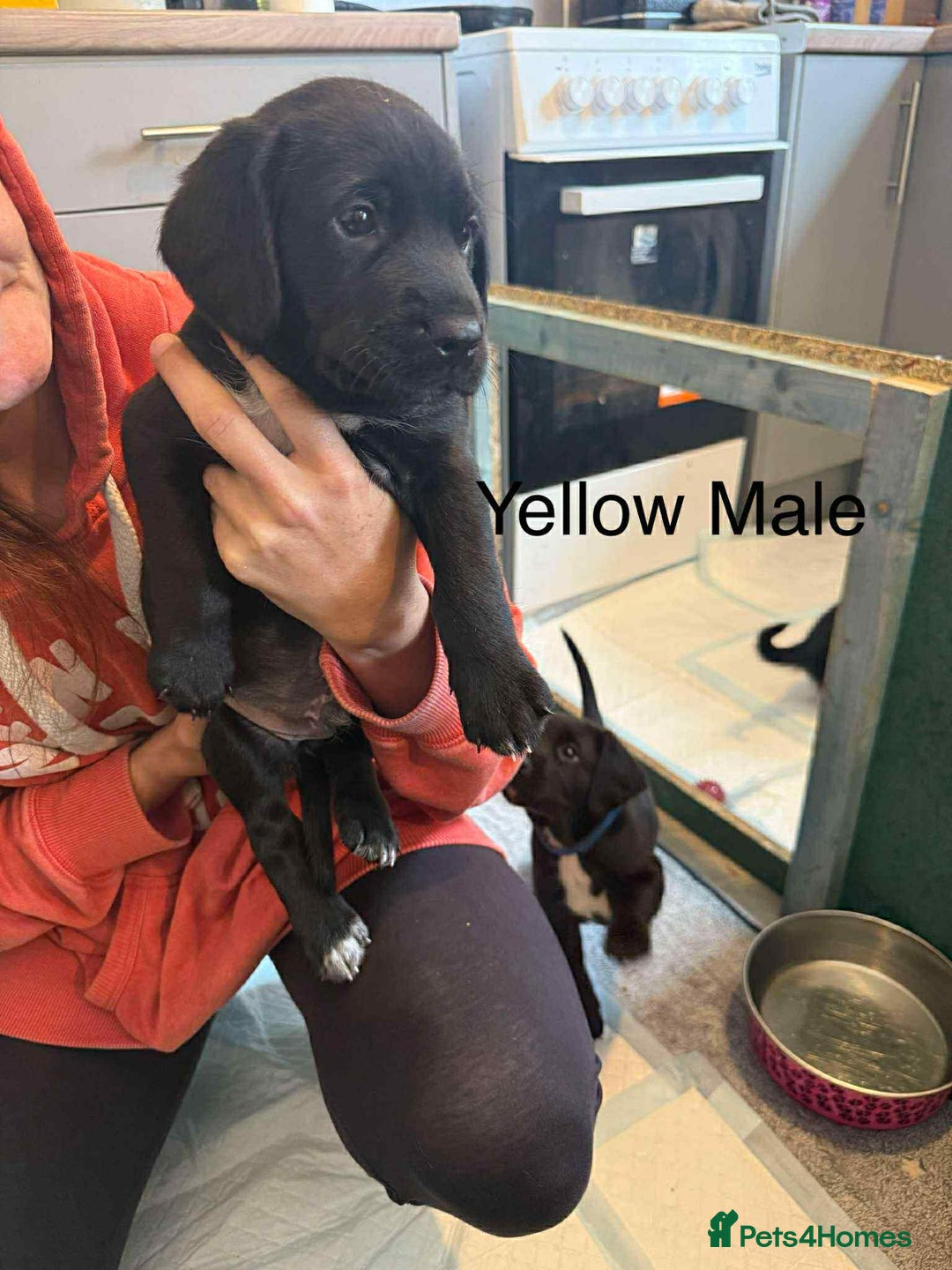 Mixed Breed dogs for sale: Springer Spaniels cross - Image 6