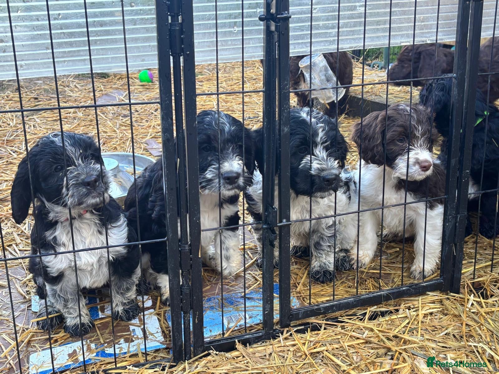 Mixed Breed dogs Cockerpoo x English Springer Spaniel  - Advert 6