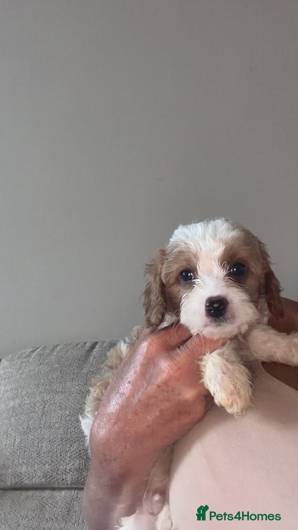 Cavapoo dogs Gorgeous F1B Cavapoo puppies - Advert 2
