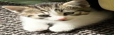  Kitten 2